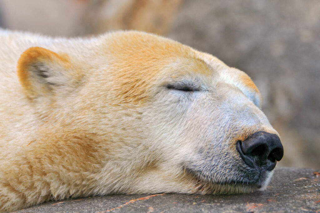 Hybernating